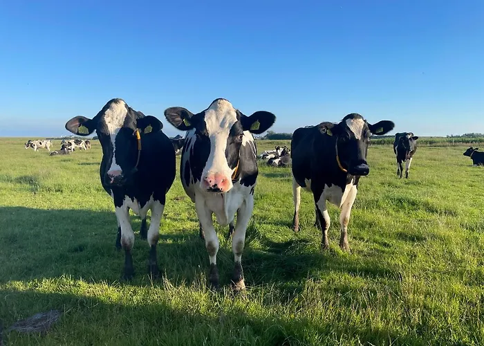 Johanneshoeve - De Mooiste Plek Op Texel